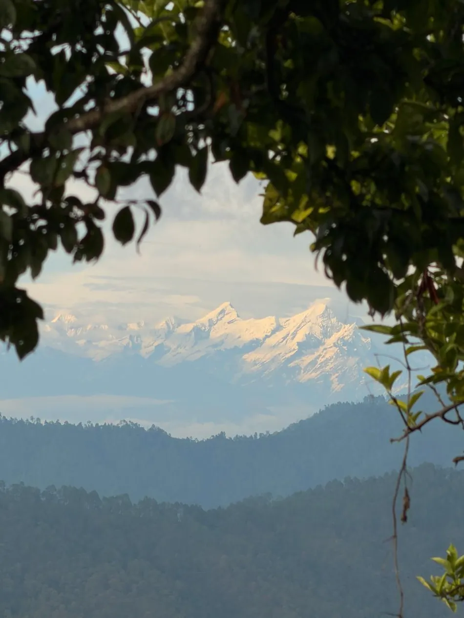 Snow-capped Himalayan range framed by trees above Kasar Devi, Almora