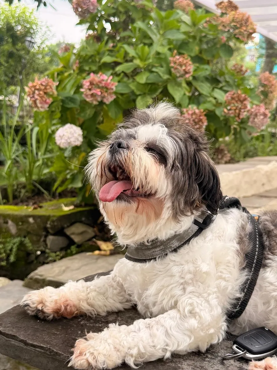 Shizu, the Shih Tzu of Kasar Devi, laughing in the garden at Haus of Shizu dog-friendly homestay