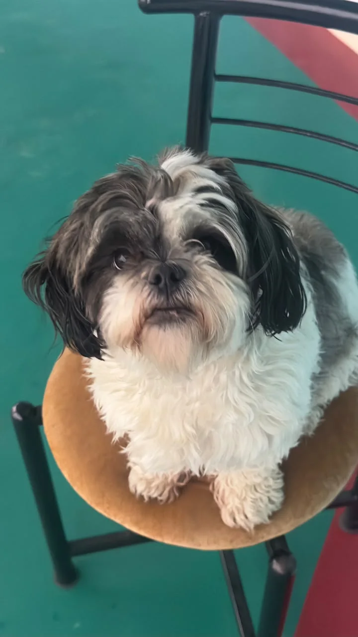 Shizu the Shih Tzu at the café, namesake of Haus of Shizu pet-friendly homestay in Kasar Devi